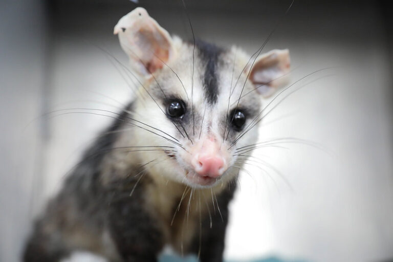 Orientações para lidar com animais silvestres em perigo no DF