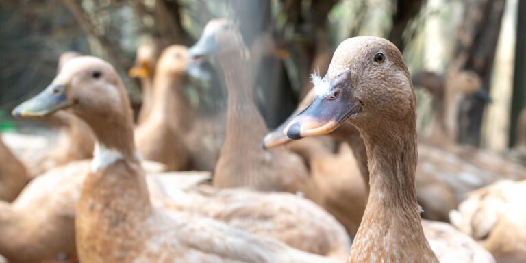 Aprovada lei que proíbe a produção e venda de foie gras.
