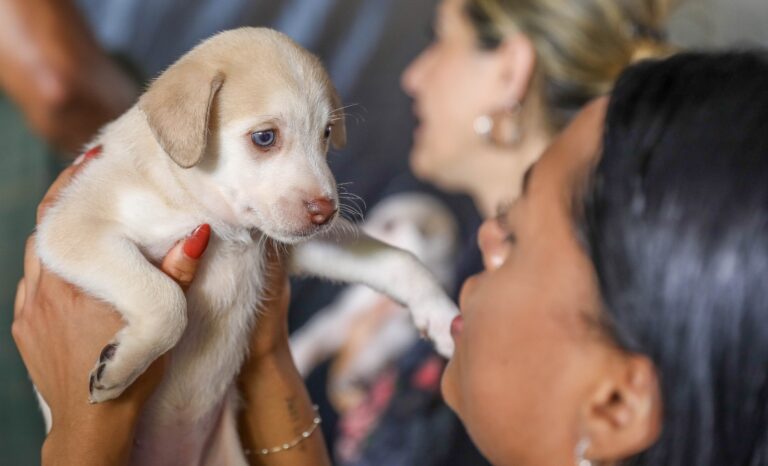 Campanha gratuita de castração de cães e gatos disponibiliza 1.800 vagas na próxima semana